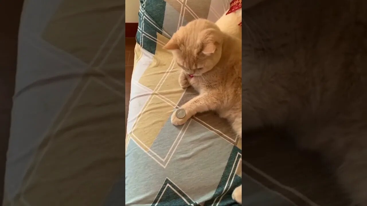 cute 😍 smart #cat