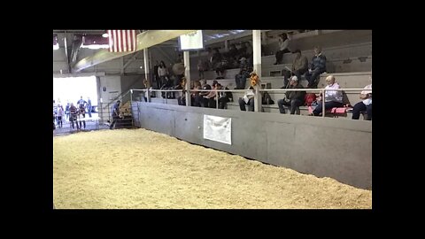 2021 Preston County Buckwheat Festival Market Steer Show