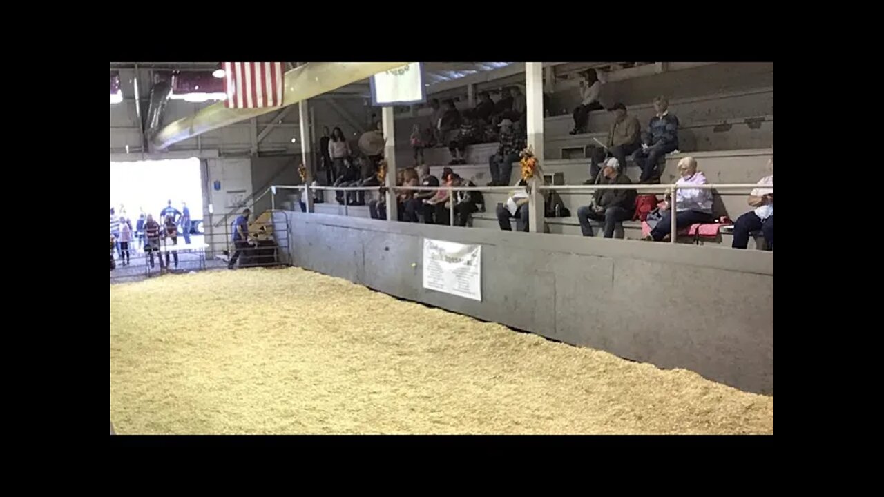 2021 Preston County Buckwheat Festival Market Steer Show