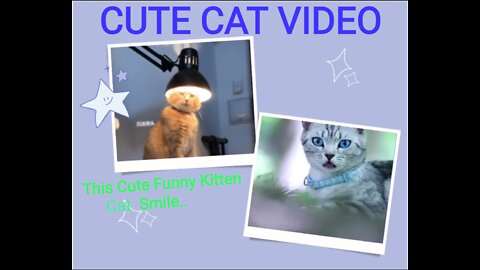 This cute funny kitten cat