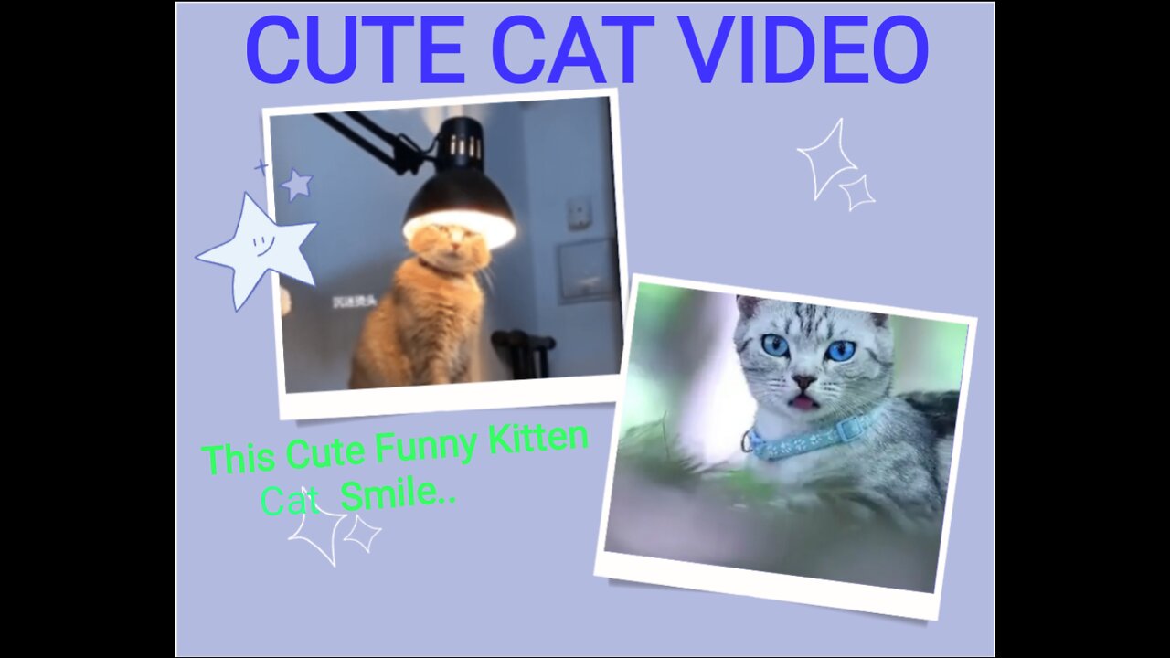 This cute funny kitten cat