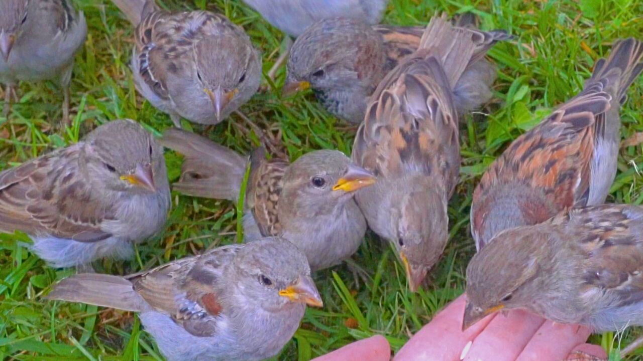 Hand Feeding a Few More House Sparrows