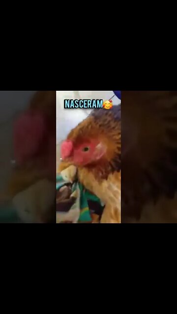 Filhos da Galinha do Olho Azul nascem/Se inscreva no meu canal no RUMBLE