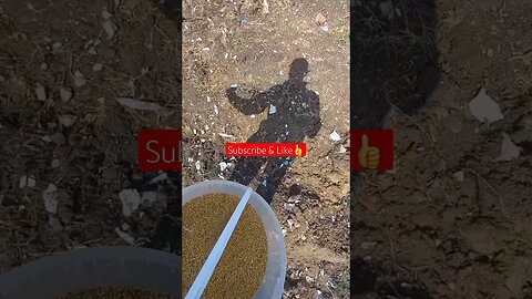 Mustard Seeds can DESTROY Weeds 👍| #garden #farming #shorts #short #shortvideo #shortsfeed #mustard