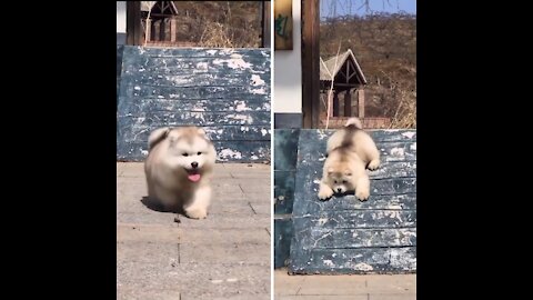 Cutest Puppy Slipped And Walk 😍 | #Dog