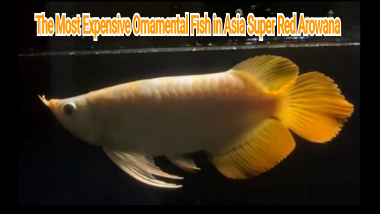 The Most Expensive Ornamental Fish in Asia Super Red Arowana