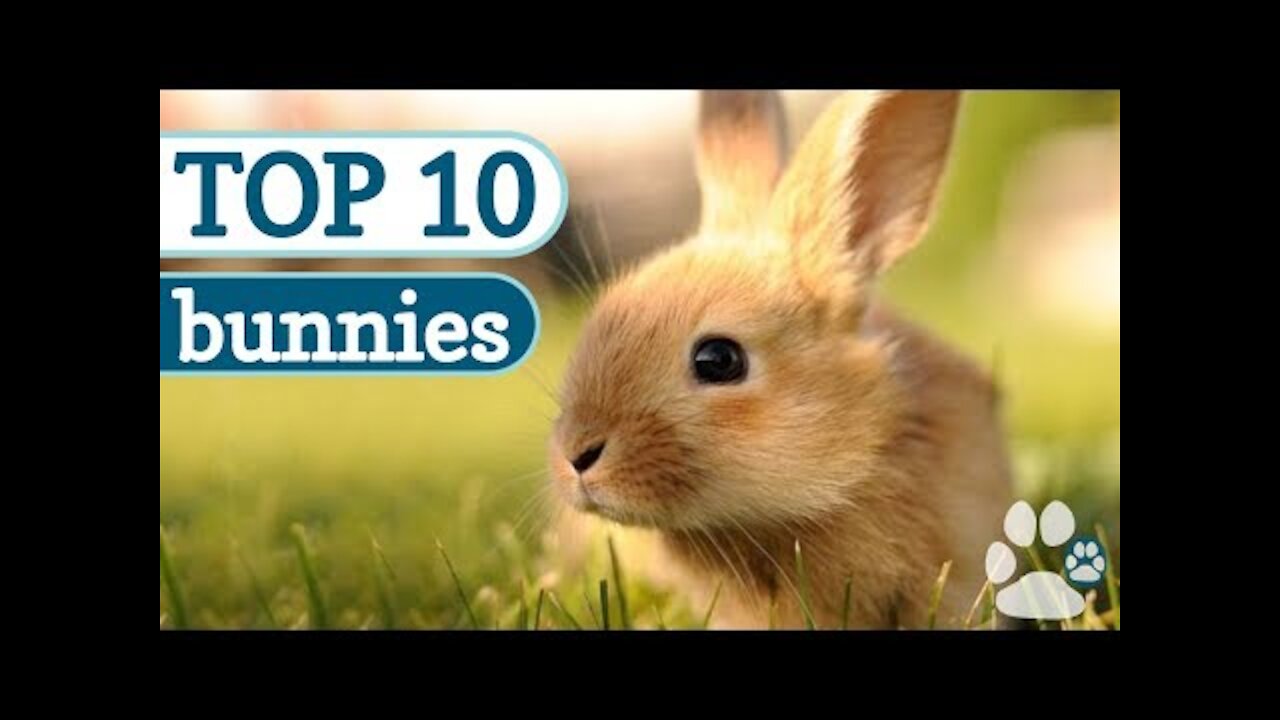 Funny and Cute Baby Bunny Rabbit Videos - Baby Animal Video Compilation 2022