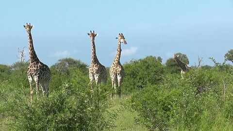 SOUTH AFRICA giraffes, Kruger national park (hd-video)-14