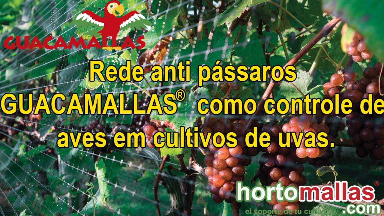 Rede anti pássaros GUACAMALLAS como controle de aves em cultivos de uvas.