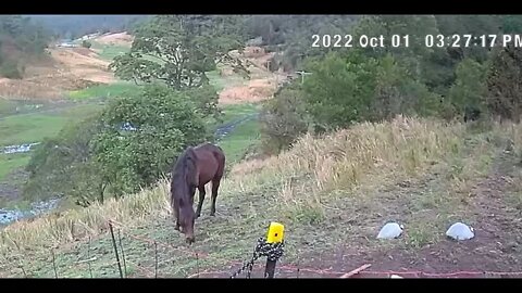 Horse grazing with two Guinea fowl