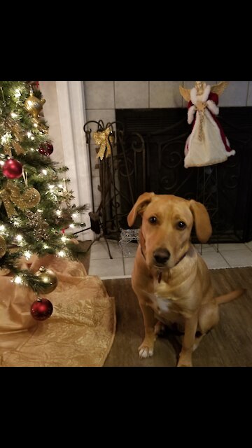 Dog performing Christmas magic
