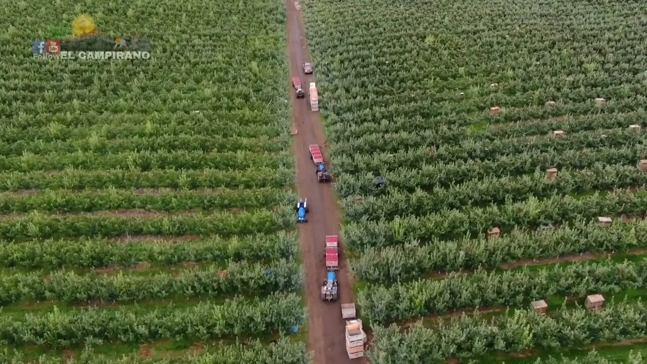 THE MOST BIGGEST APPLE FARM