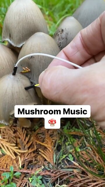 Mushrooms playing sound?