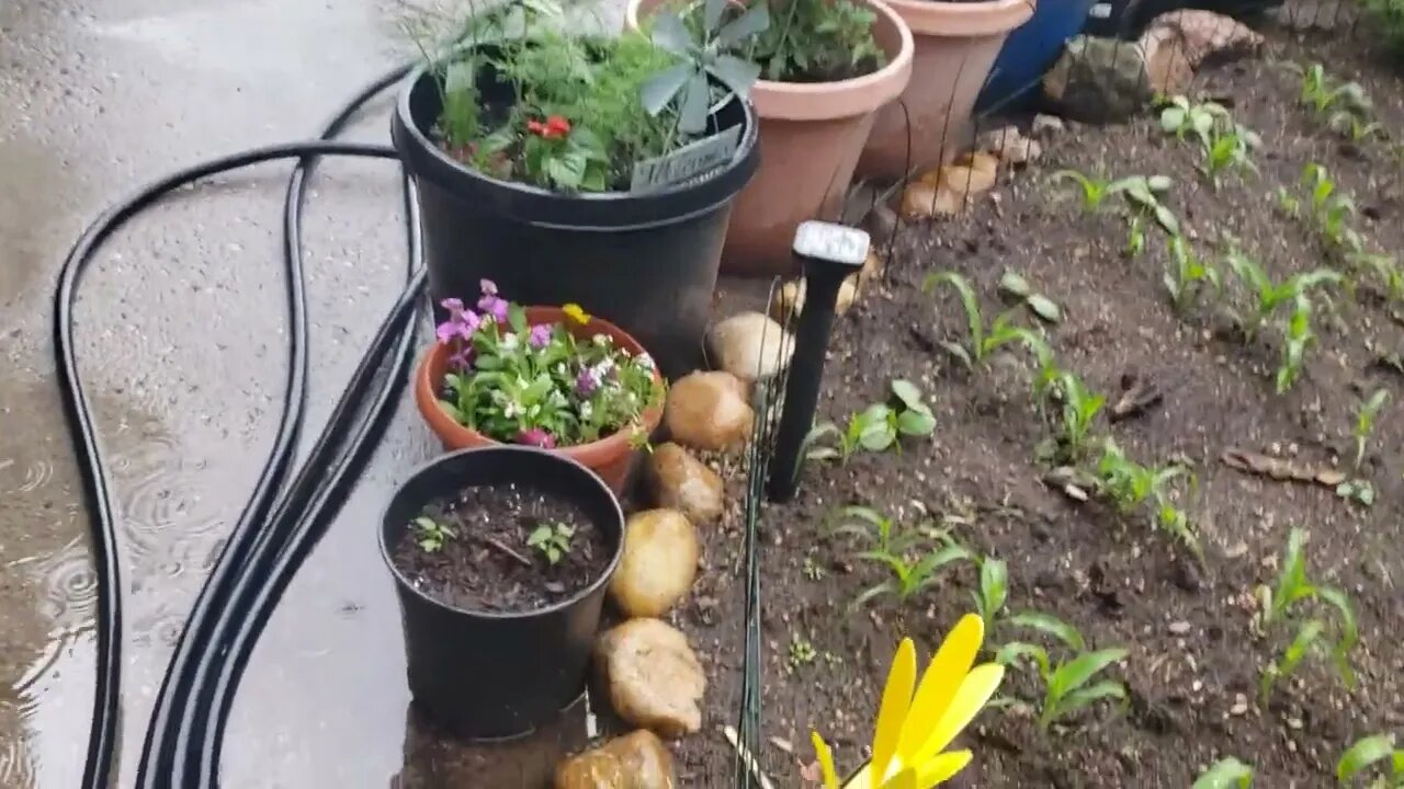 ASMR Rain June 8th & Planting Updates