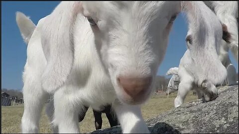 Goat kids on rocks