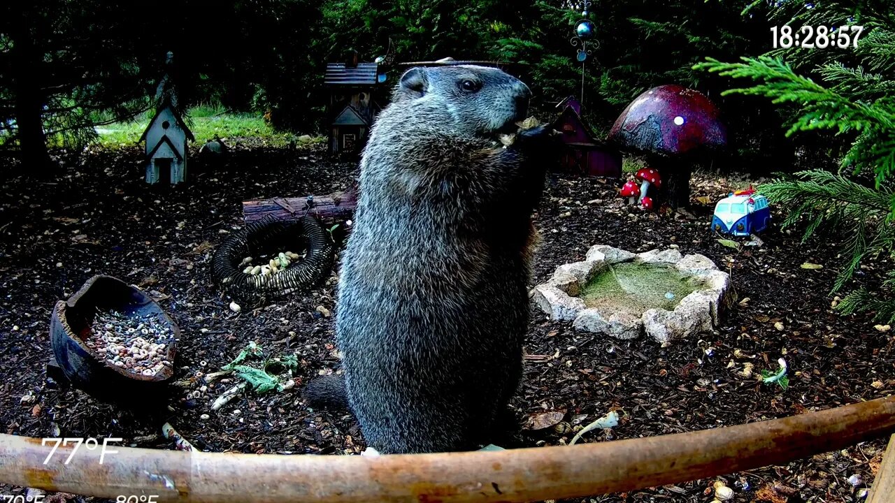 What is He Crunching & Munching? #nature #animals