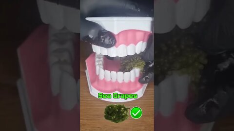 asmr SEA GRAPES eating sound shorts tiktok
