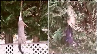 Suspendu à un arbre, ce serpent attrape un énorme opossum!