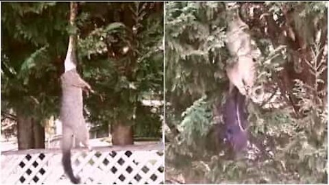 Suspendu à un arbre, ce serpent attrape un énorme opossum!