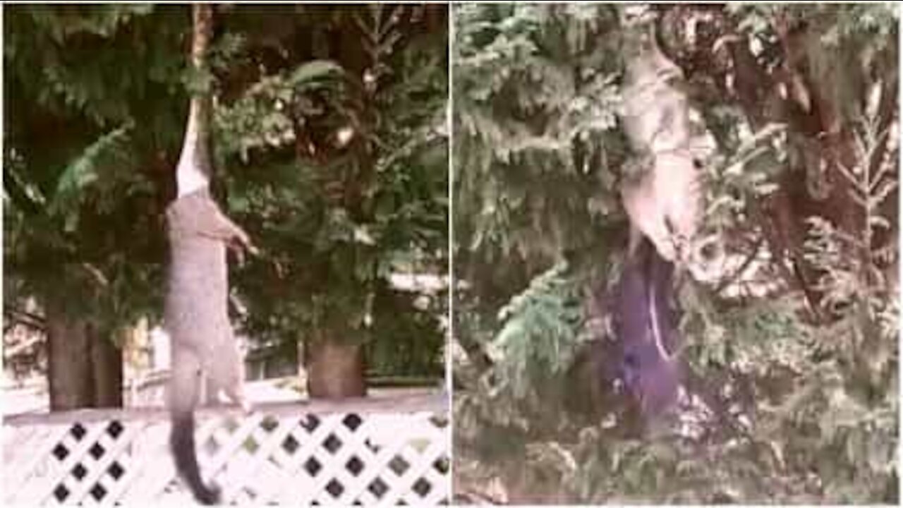 Suspendu à un arbre, ce serpent attrape un énorme opossum!