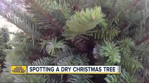 Keys to spotting a not-so-fresh Christmas tree verse a fresh one