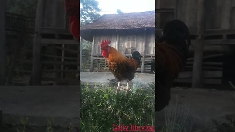 my rooster loves posing on high