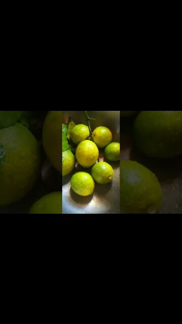 HARVESTING FRUIT FROM OUR LEMON TREE