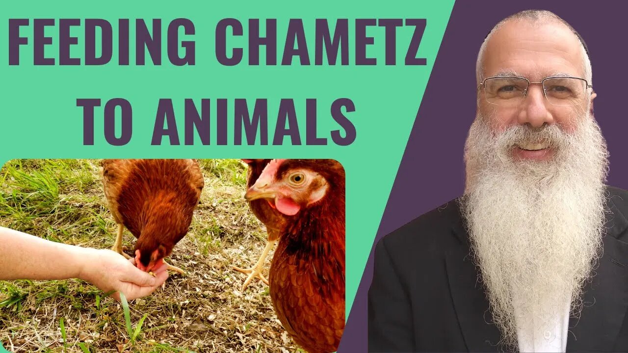 Mishna Pesachim Chapter 1 Mishnah 4. Feeding Chametz to animals