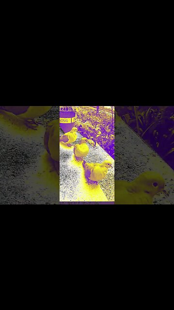 Creepy Mourning Doves Visit #Shorts 🕊