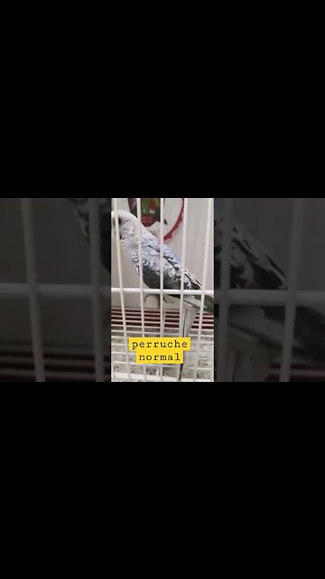 perruches normal