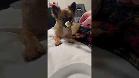 Loki loves bananas