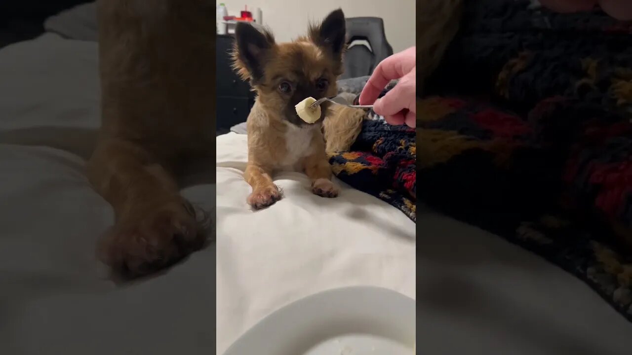 Loki loves bananas