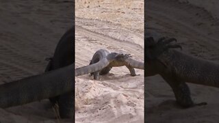 Lizard Wrestling #shorts #MadeInMzansi