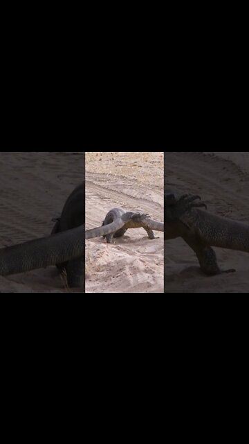 Lizard Wrestling #shorts #MadeInMzansi