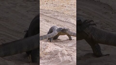 Lizard Wrestling #shorts #MadeInMzansi