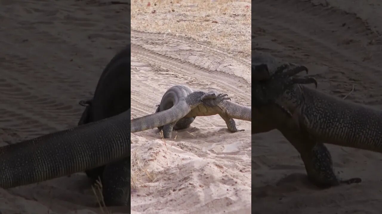 Lizard Wrestling #shorts #MadeInMzansi