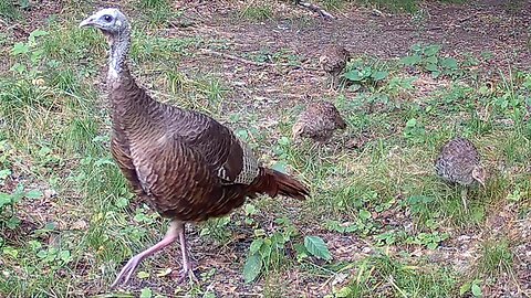 Turkey - Toms, Hens, and Poults