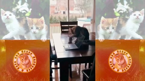 When the Kitty’s Morning Coffee Is “Paw-Licking Good”! ☕️😸 (#116) #Clips