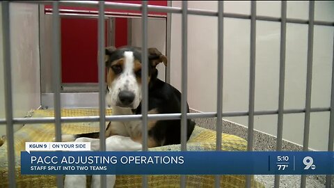 PACC adjusts to high volume of adoption applications during changes at the shelter