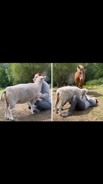 Sheep loves to cuddle and get scratches