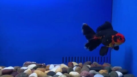 Goldfish kingdom Beautiful oranda54 8