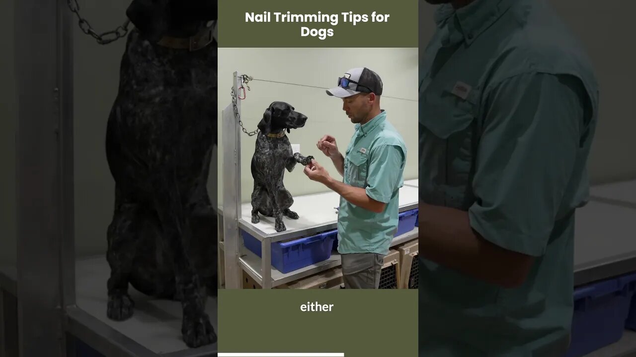 Trimming Your Dogs Nails Shouldn't Be Hard