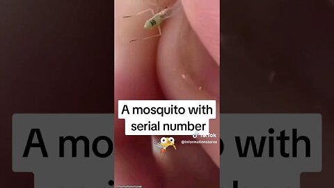 Mosquitos 🦟