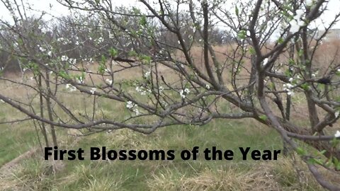 The Fruit Trees Are Waking Up!