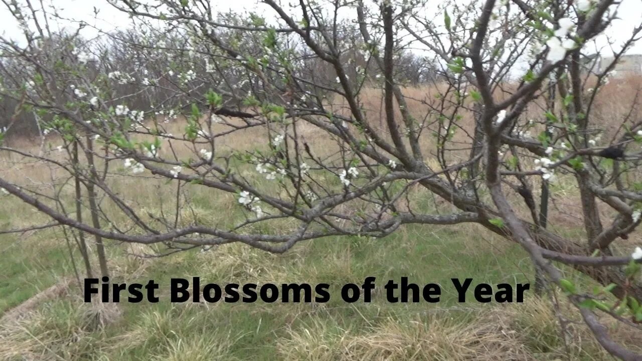 The Fruit Trees Are Waking Up!