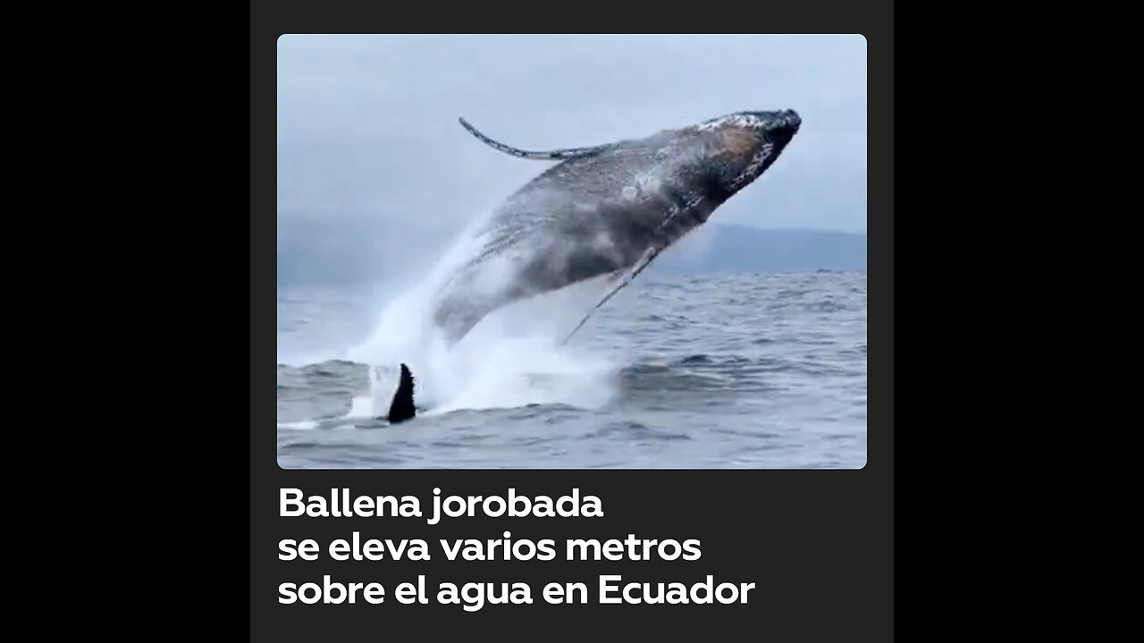 Graban a una ballena jorobada y su cría en las costas de Ecuador