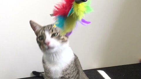 Small Cat Has a Lot of Energy