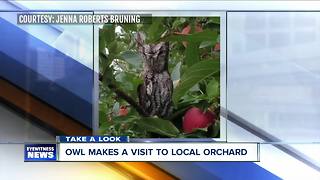 Owl in Medina Apple Tree