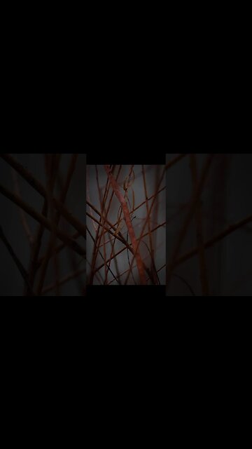 It’s not quite Macro, it’s not quite Woodland. It’s Macland #macland #woodlandphotography #macro