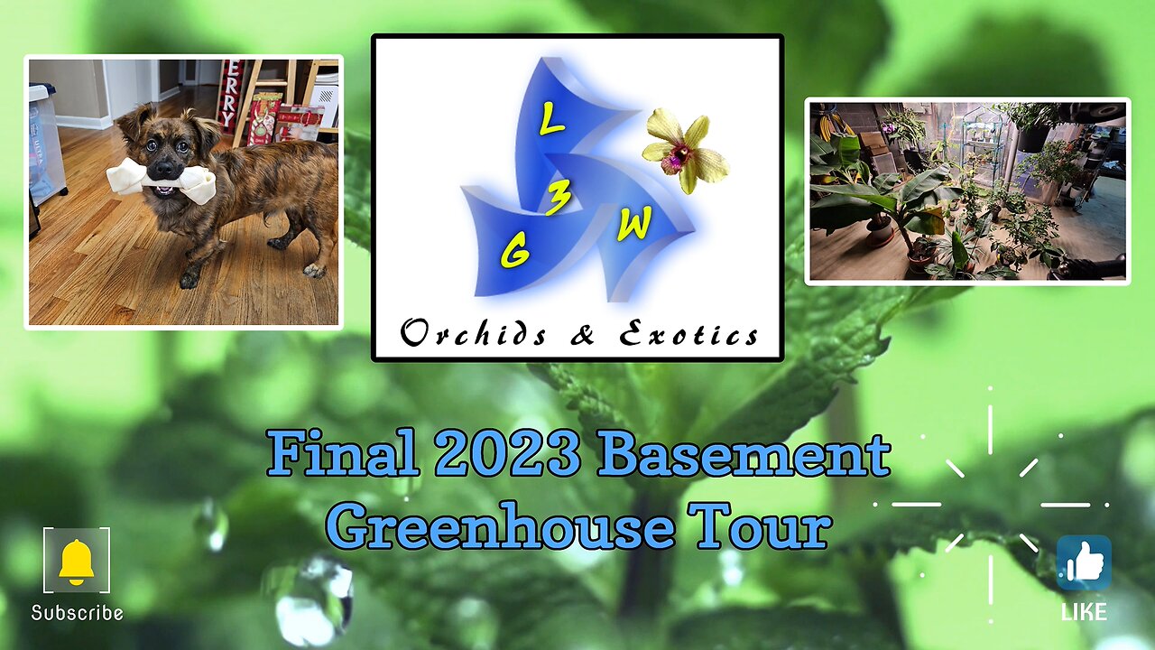 Final 2023 Basement Greenhouse Tour